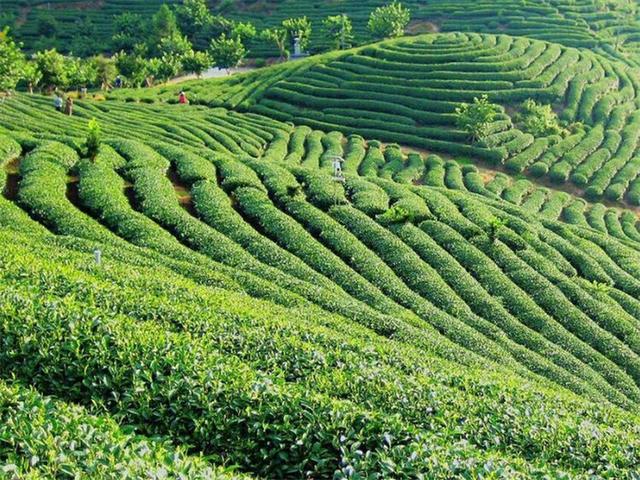 喝乌龙茶时，别只盯着茶叶品质，这些误区也要避开